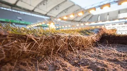 Hybridrasen Sporthybrid Turf