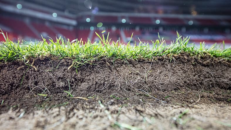 Hybridrasen BayArena Leverkusen Nahaufnahme